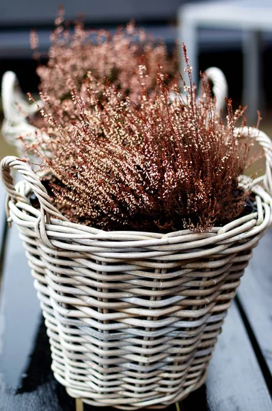 Noel Dekorasyonu Ile Pembe Kahverengi Bitkiler Hasır Tencere Üst Üste — Stok fotoğraf