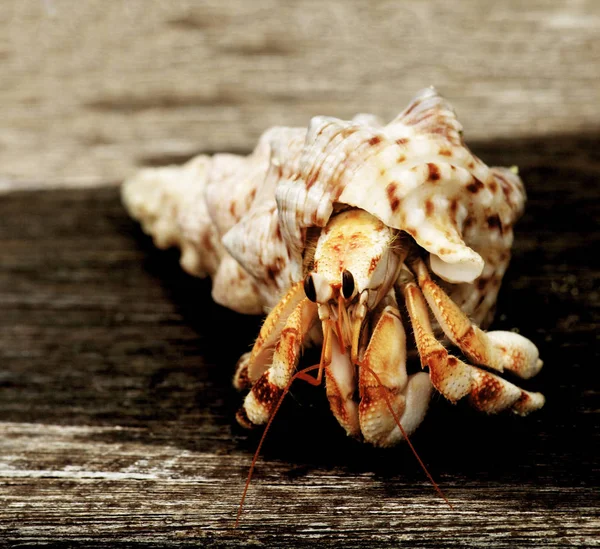 Grande Laranja Eremita Caranguejo Sua Shell Closeup Rachado Prancha Madeira — Fotografia de Stock