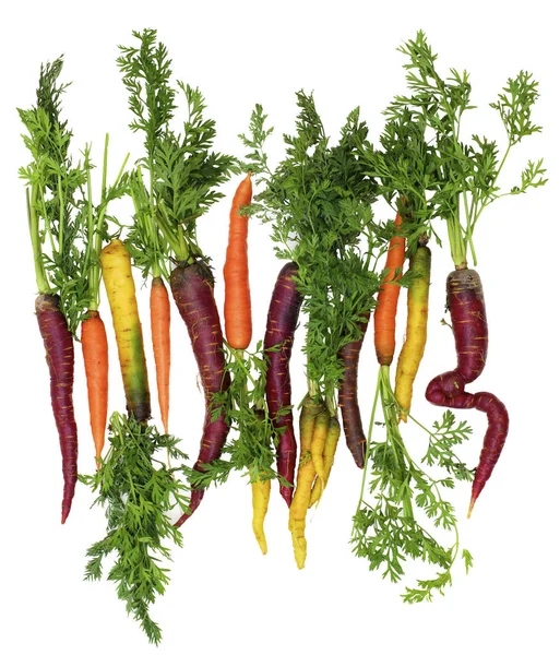 Fresh Colorful Carrots — Stock Photo, Image