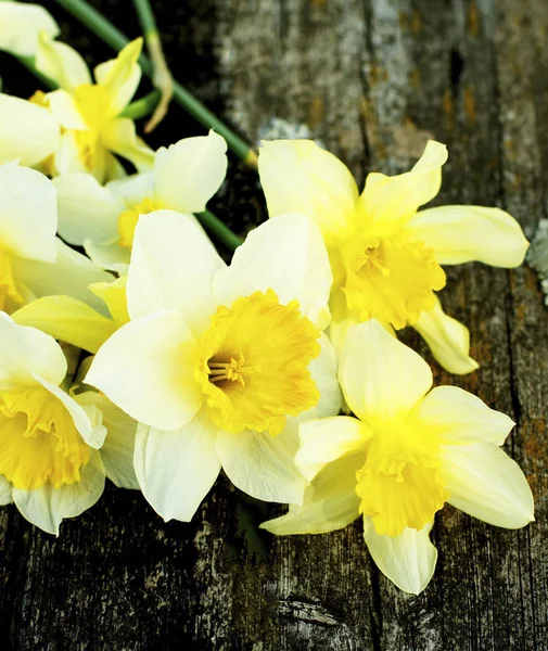 Margaridas amarelas de primavera — Fotografia de Stock