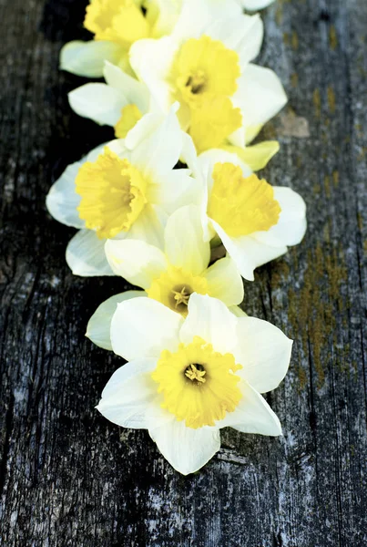Våren gula och vita påskliljor — Stockfoto
