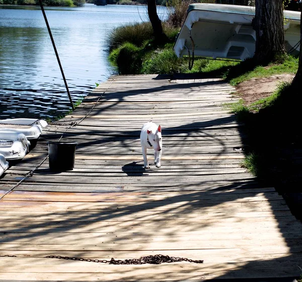 White Bull Terrier sur quai — Photo