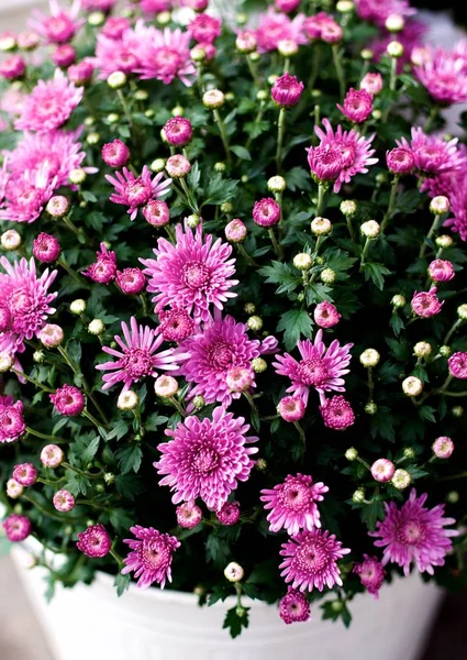 Buschige rosa Chrysantheme — Stockfoto