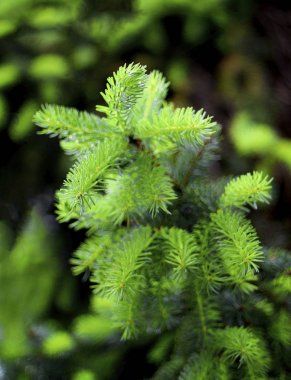 Damla ile çam dalları