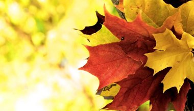 Sonbaharda akçaağaç yaprakları