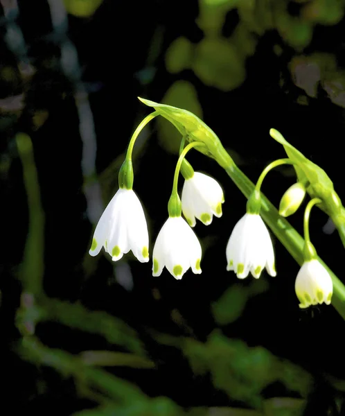 Summer Snowflake Flowers Stock Photo