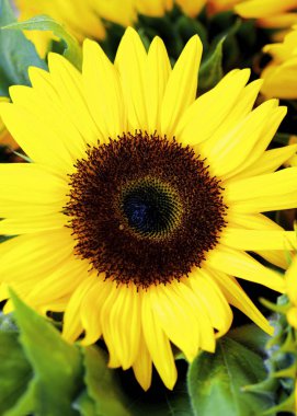 Yapraklar içine Mükemmel Ayçiçekleri