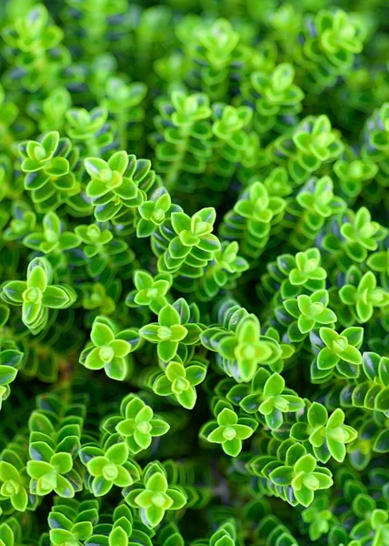 Green Plants Background — Stock Photo, Image