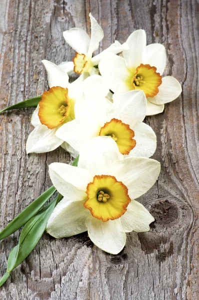 Spring White Daffodils — Stock Photo, Image