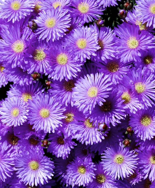 Tło purpurowe kwiaty Iceplant — Zdjęcie stockowe