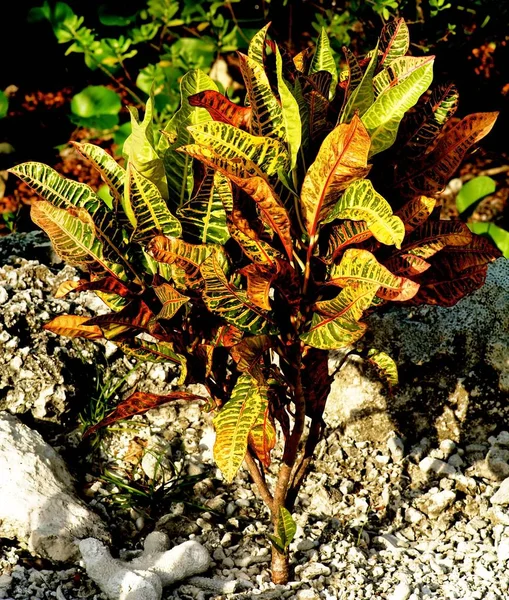 Planta de Croton variada — Foto de Stock