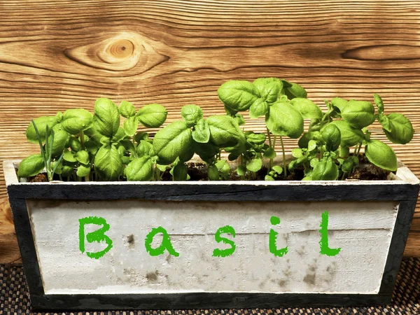 Fresh Green Basil — Stock Photo, Image