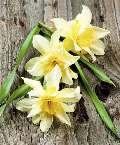 Spring Terry Daffodils — Stock Photo, Image