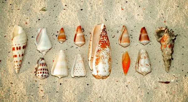 Varie conchiglie dell'oceano — Foto Stock