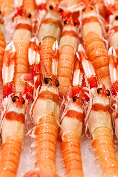 Délicieuses Langoustines crues — Photo