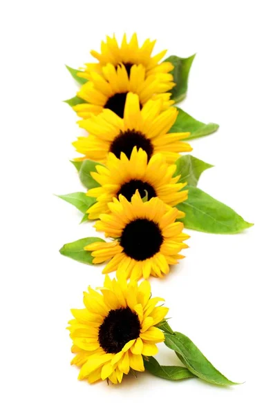 Sunflowers with Leafs — Stock Photo, Image