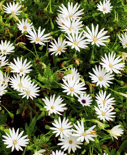 Garden Daisy Flowers — Stock Photo, Image