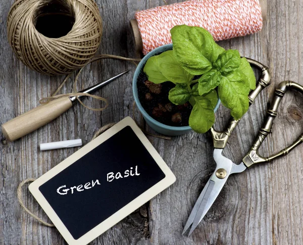 Planting Green Basil — Stock Photo, Image