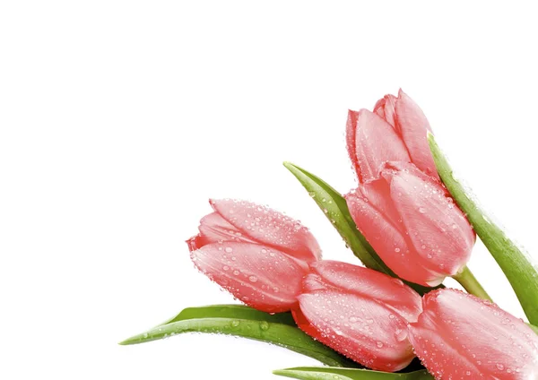 Magenta våren tulpaner — Stockfoto
