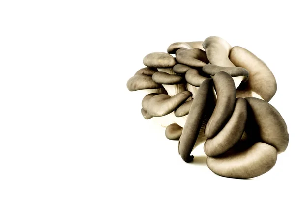 白色背景下隔离的一大堆新鲜生牡蛎蘑菇 — 图库照片