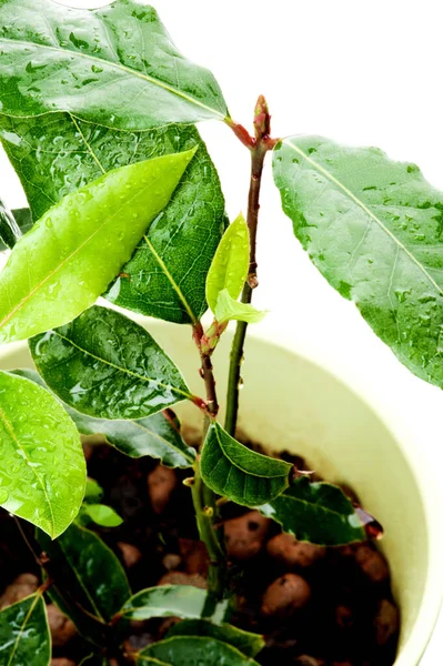 Lorbeerblätter Lorbeer Laurus Nobilis Mit Wassertropfen Blumentopf Nahaufnahme Auf Weißem — Stockfoto