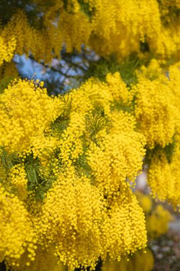 Mimoza bahar çiçekleri Paskalya arka plan. Çiçek açan Mimoza ağaç üzerinde mavi gökyüzü. Bahçe, Bahçe. Bahar tatil çiçeği