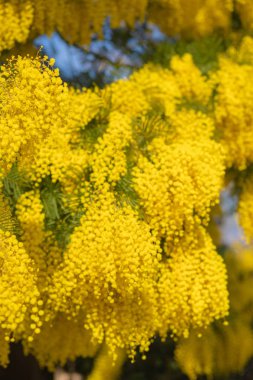 Mimoza bahar çiçekleri Paskalya arka plan. Çiçek açan Mimoza ağaç üzerinde mavi gökyüzü. Bahçe, Bahçe. Bahar tatil çiçeği