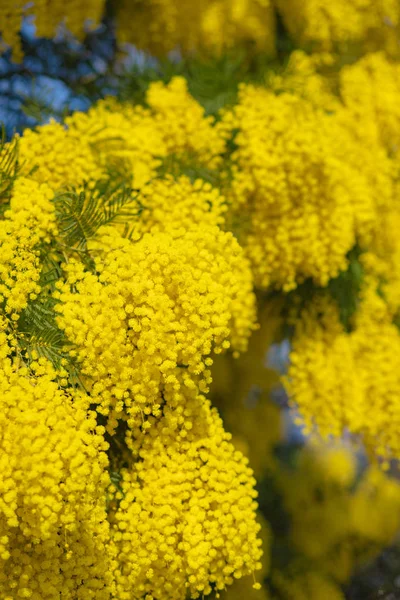 Mimosen Frühling Blumen Ostern Hintergrund. blühender Mimosenbaum über blauem Himmel. Garten, Gartenarbeit. Frühlingsferienblüte — Stockfoto