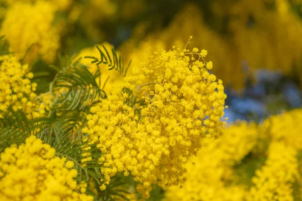 Mimosa våren blommor påsk bakgrund. Blommande mimosa träd över blå himmel. Trädgård, trädgårdsskötsel. Spring semester blossom — Stockfoto