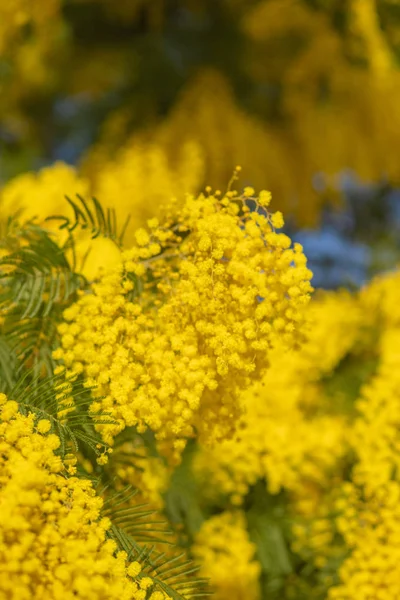 Mimosa Primavera Flores fundo de Páscoa. Mimosa árvore florescente sobre o céu azul. Jardim, jardinagem. Flor de férias de primavera — Fotografia de Stock