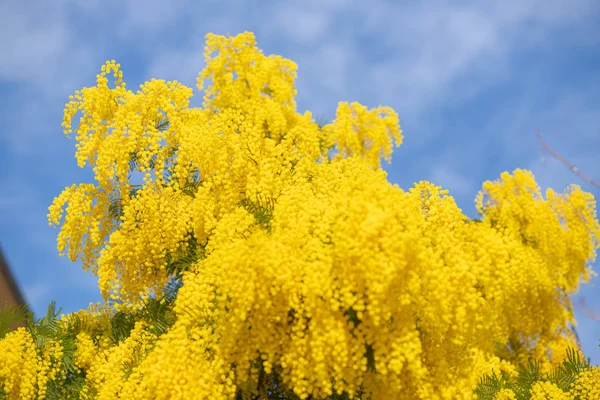 Mimosen Frühling Blumen Ostern Hintergrund. blühender Mimosenbaum über blauem Himmel. Garten, Gartenarbeit. Frühlingsferienblüte — Stockfoto