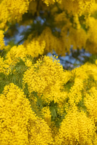 Mimosa Spring Flowers Easter background. Blooming mimosa tree over blue sky. Garden, gardening. Spring holiday blossom — Stock Photo, Image