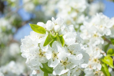 güneş ışığı ile beyaz armut çiçeği, bahar sezonunda güzel çiçekler