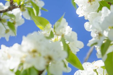 güneş ışığı ile beyaz armut çiçeği, bahar sezonunda güzel çiçekler