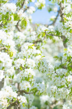 Bahar çiçeği arka planı. Çiçek açan ağaç ve güneş ışığıyla güzel bir doğa sahnesi. Güneşli bir gün. Bahar çiçekleri. Güzel meyve bahçesi. Bulanık arkaplan. İlkbahar