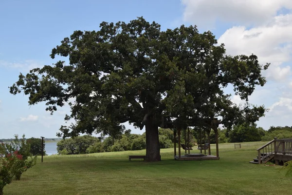 Big Oak Tree Blue Sky — Stock Photo, Image