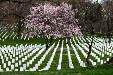 Arrington Mezarlığı'nda Mezar Taşları 