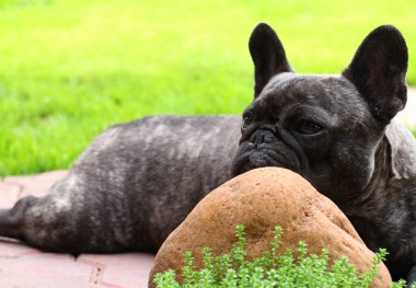 Siyah Fransız Bulldog Bahçe 