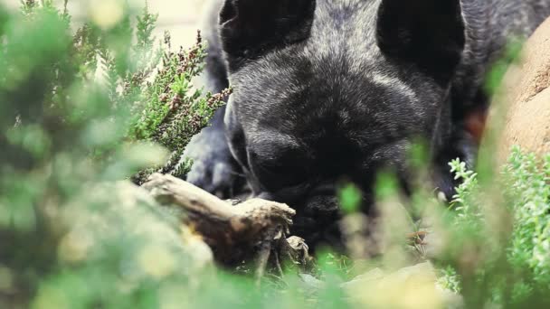 黑法国斗牛犬花园 — 图库视频影像