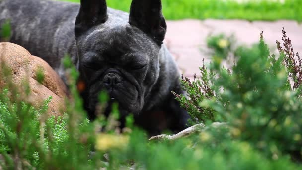 Svart Franska Bulldog Trädgård — Stockvideo