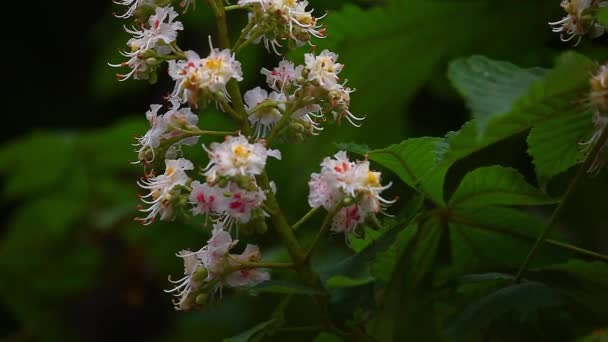 Chestnut Tree Flowers Nature — Stock Video
