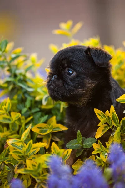 Griffon Pies Dziecka Ogrodzie — Zdjęcie stockowe