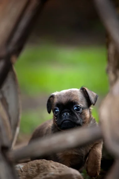 Griffon Baby Dog Zahrada — Stock fotografie