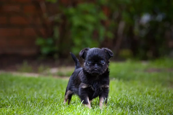 Jardín Del Perro Del Bebé Del Grifo —  Fotos de Stock