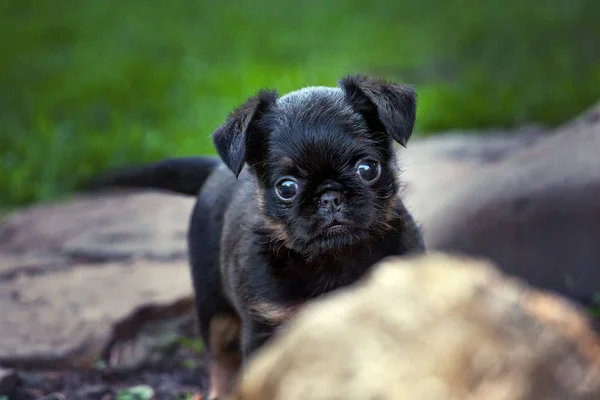 Griffon Pies Dziecka Ogrodzie — Zdjęcie stockowe