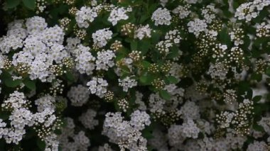 Beyaz çiçekler yağmur Bahçe 