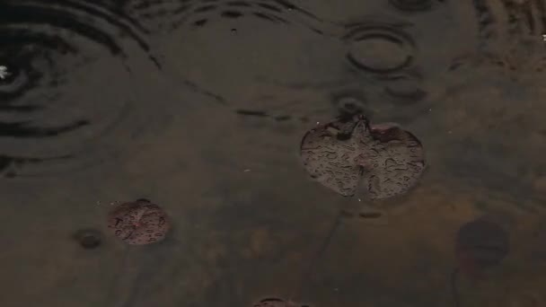 Краплі Дощу Лілією Води — стокове відео