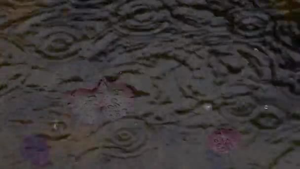 Water Lily Rain Drops — Stock Video