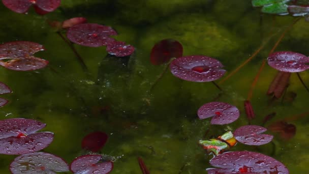 Waterlelie Regen Druppels — Stockvideo