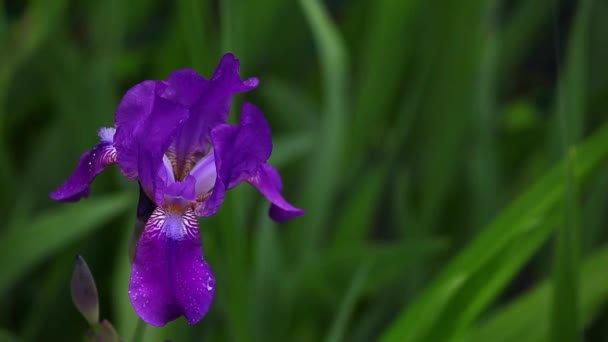 Iris Flor Jardim Verão — Vídeo de Stock